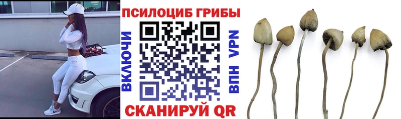 Псилоцибиновые грибы мухоморы как найти закладки Ясногорск